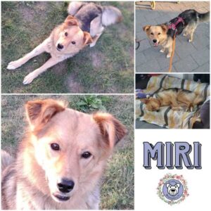 MIRI (♀) in 30982 Pattensen - vermittelt