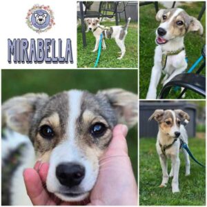MIRABELLA (♀) in 21493 Möhnsen - vermittelt