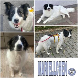 MARIELLCHEN (♀) in 32105 Bad Salzuflen