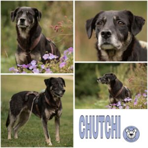 CHUTCHI (♀) in 65321 Heidenrod