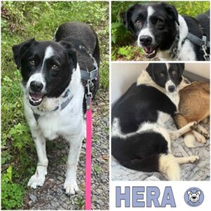 HERA (♀) in 63928 Eichenbühl
