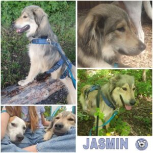 JASMIN (♀) in 82223 Eichenau