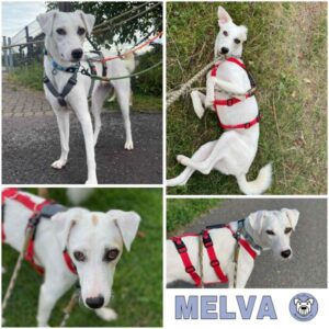 MELVA (♀) in 42929 Wermelskirchen - vermittelt