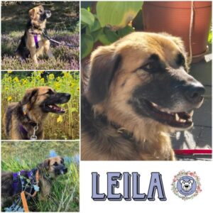 LEILA (♀) in 55270 Ober Olm