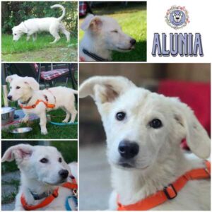 ALUNIA (♀) in 21493 Möhnsen