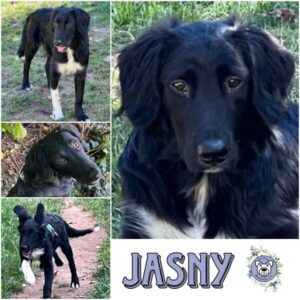 JASNY (♂) in 92637 Weiden