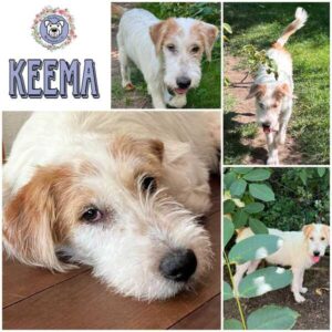 KEEMA (♀) in 92637 Weiden
