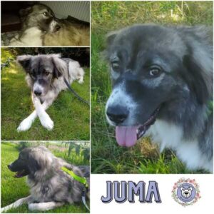 JUMA (♀) in 72379 Hechingen