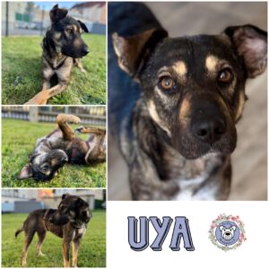 UYA (♀) in 08058 Zwickau