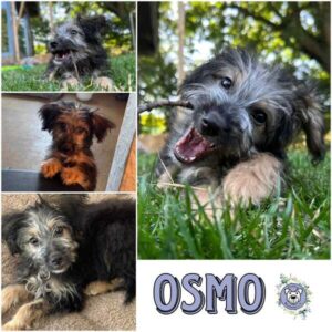 OSMO (♂) in 53937 Schleiden