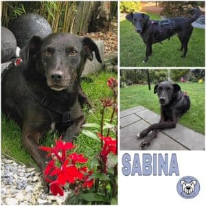 SABINA (♀) in 31157 Sarstedt