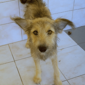 JULE (♀) - reserviert TH Tuttlingen (AL 04.09.)