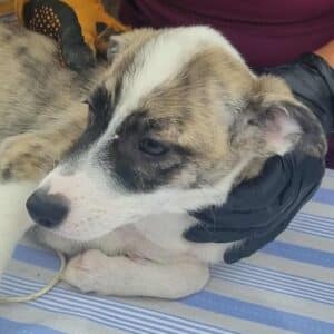 MANYA (♀) - ausgereist zur Tierhilfe Lebenswert DR 19.09.2025