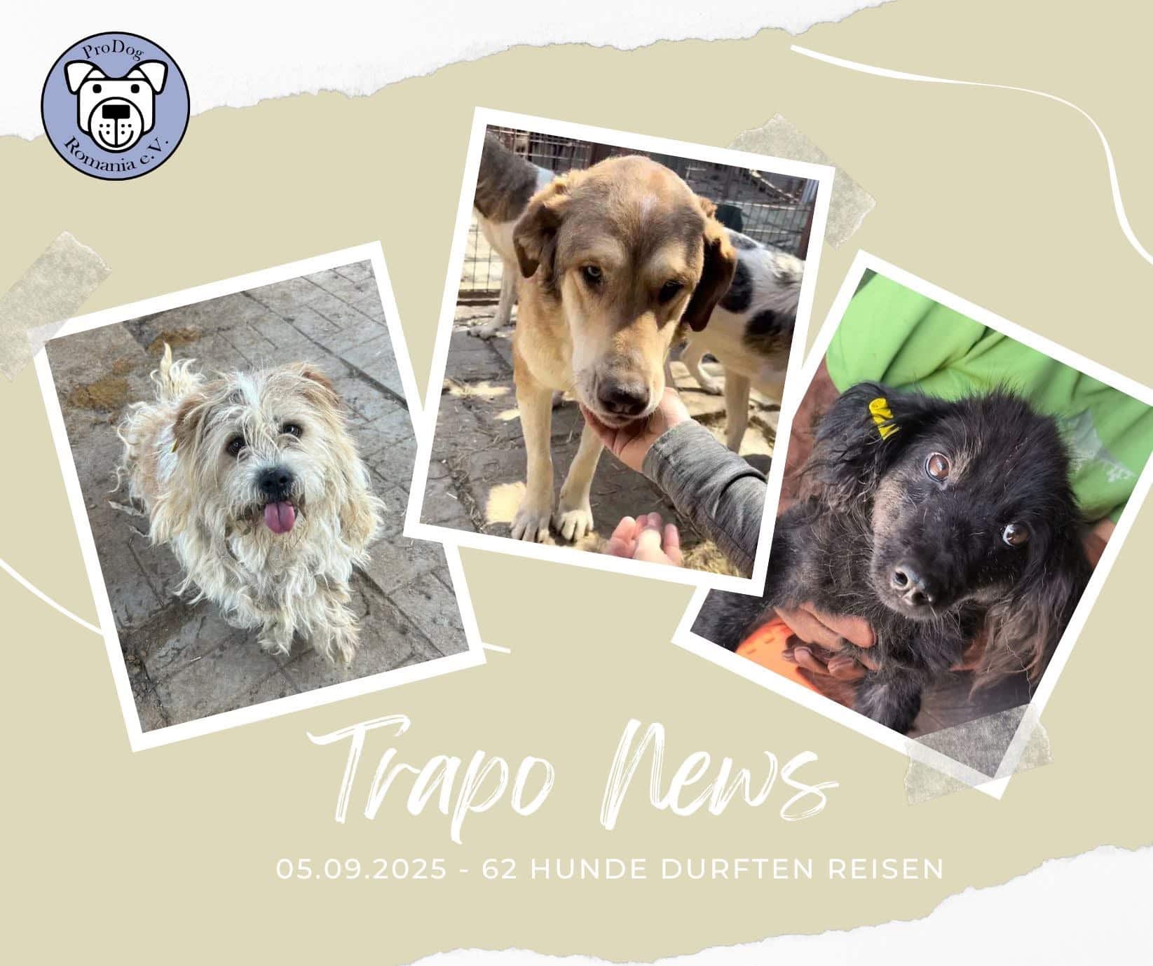 🐾🚐✨ Transport am 05.09.2025 – unsere Hunde sind auf dem Weg ins Glück!