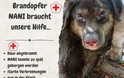 🚨🐾 Notfall: NANI braucht uns jetzt!