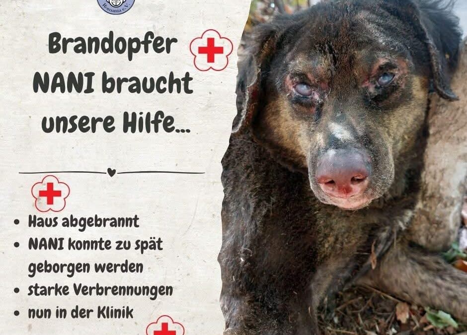 🚨🐾 Notfall: NANI braucht uns jetzt!