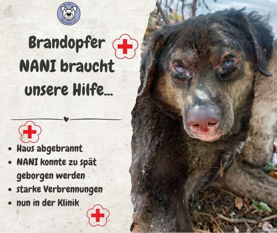 🚨🐾 Notfall: NANI braucht uns jetzt!