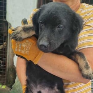JOSCHIE (♂) - reserviert Tierhilfe Lebenswert DR 20.09.25