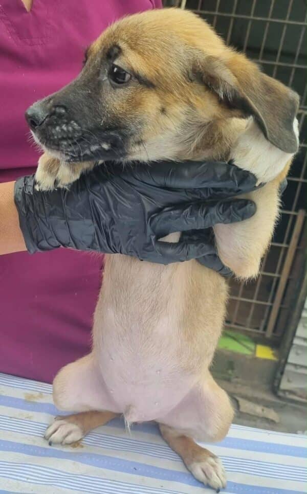 YAKO(♂) - reserviert Tierhilfe Lebenswert DR 18.09.25 – Bild 2