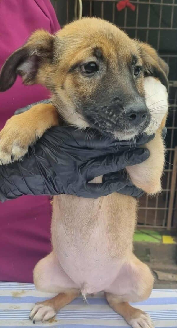 YAKO(♂) - reserviert Tierhilfe Lebenswert DR 18.09.25 – Bild 3