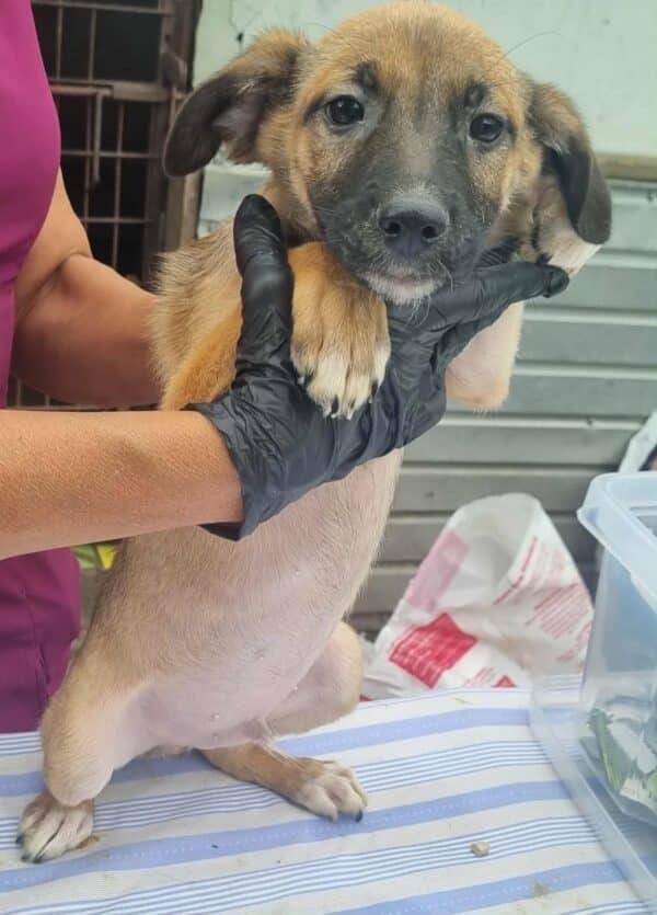YAKO(♂) - reserviert Tierhilfe Lebenswert DR 18.09.25 – Bild 4