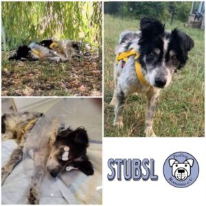 STUBSL - Gnadenplatzhund seit dem 28.06.2025