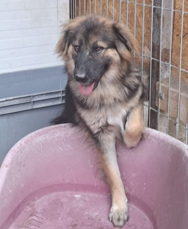 NEIJLA (♀) – Bild 2