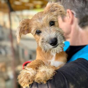 NELE (♀)Interessenten vorhanden - MD - 22.9.25