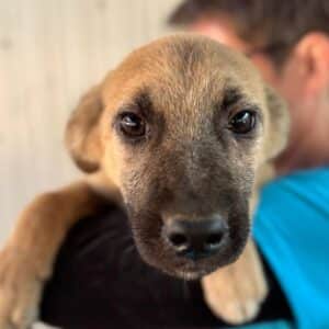 VIDA (♀) - Notfall - klapperdürr, hustet, wird im Kennel angegangen, Hautprobleme (09/25) - reist auf PDR PS im PLZ Bezirk 53 (22.09.)