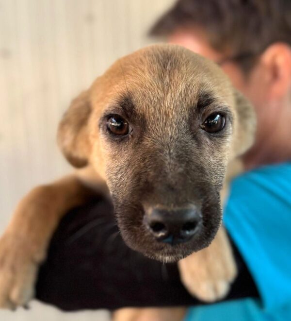 VIDA (♀) - Notfall - klapperdürr, hustet, wird im Kennel angegangen, Hautprobleme (09/25) - reist auf PDR PS im PLZ Bezirk 53 (22.09.)