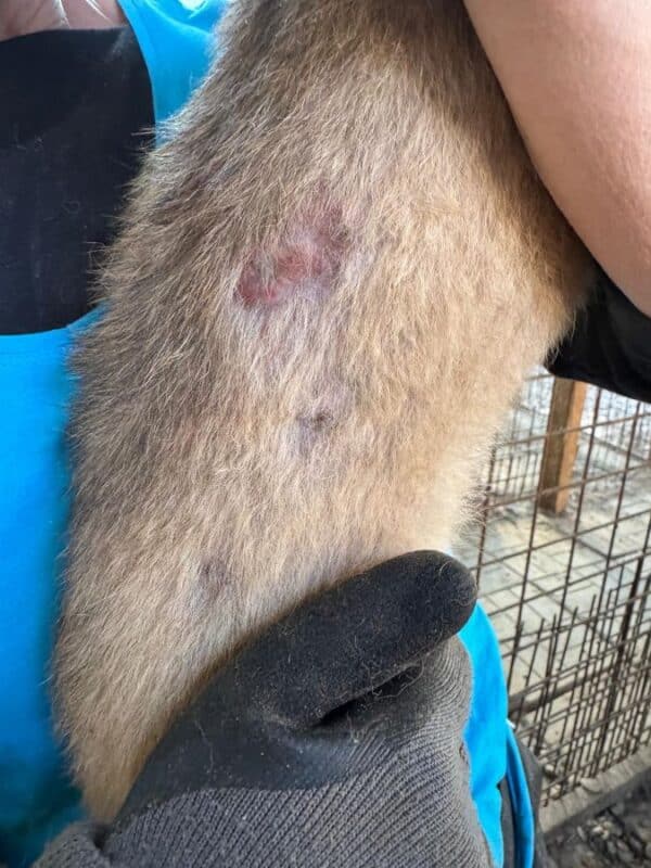 VIDA (♀) - Notfall - klapperdürr, hustet, wird im Kennel angegangen, Hautprobleme (09/25) - reist auf PDR PS im PLZ Bezirk 53 (22.09.) – Bild 5
