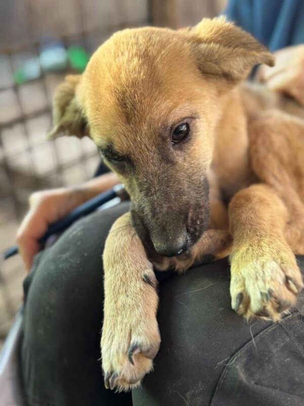 VIDA (♀) - Notfall - klapperdürr, hustet, wird im Kennel angegangen, Hautprobleme (09/25) - reist auf PDR PS im PLZ Bezirk 53 (22.09.) – Bild 2