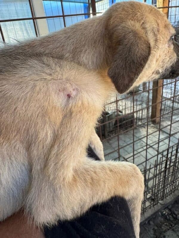 VIDA (♀) - Notfall - klapperdürr, hustet, wird im Kennel angegangen, Hautprobleme (09/25) - reist auf PDR PS im PLZ Bezirk 53 (22.09.) – Bild 4