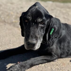 RUDY (♂) - als GPH auf PDR PS (SD)