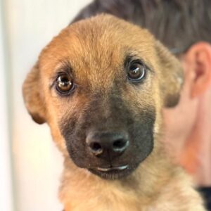 YANO (♂) - hat es sehr schwer im Kennel - sollte zeitnah ausreisen - reist auf PDR PS im PLZ Bereich 53 ( JW 24/09 )