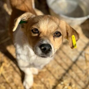 LACY (♀)- reserviert- reist auf PDR PS im Bereich 15 (18/09/NU)