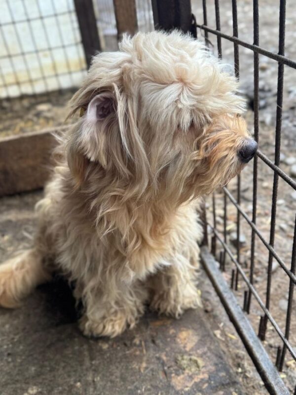 WATSON (♂) – Bild 2