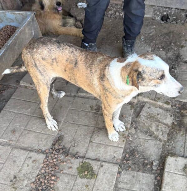 SHAKTI (♀) – Bild 5