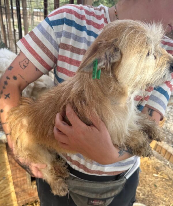 PEPE (♂) – Bild 4