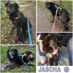 JASCHA (♂) in 58256 Ennepetal