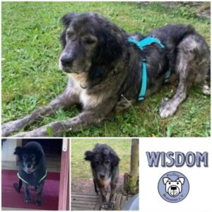WISDOM - Gnadenplatzhund seit dem 31.05.2025