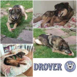 DROVER - Gnadenplatzhund seit dem 14.06.2025