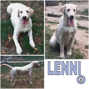 LENNI (♂) in 34474 Diemelstadt