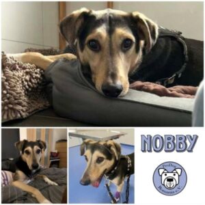 NOBBY - Gnadenplatzhund seit dem 03.06.2025