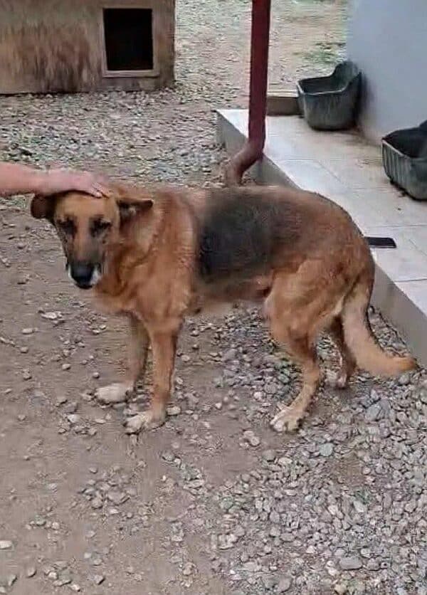 TINKERBELL (♀) – Bild 2