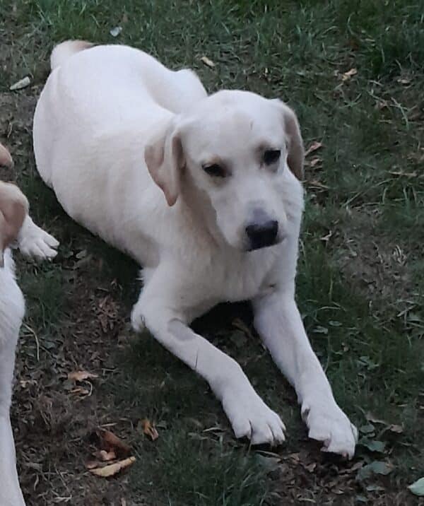 LENNI (♂) in 34474 Diemelstadt – Bild 2