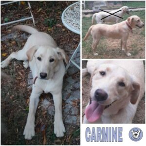 CARMINE (♀) in 34474 Diemelstadt