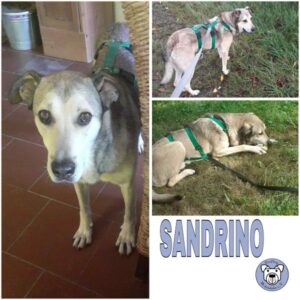 SANDRINO (♂) in 02708 Löbau