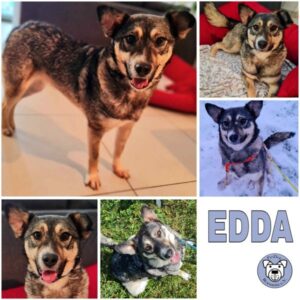 EDDA (♀) in 65479 Raunheim