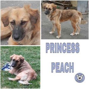 PRINCESS PEACH (♀) in 34474 Diemelstadt